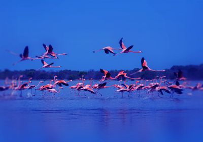 وجهات عصرية ومحميات طبيعية ومعالم تراثية تعزز الجذب السياحي في عجمان