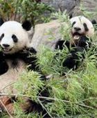 وصول توأمين من الباندا مولودين في اليابان إلى موطنهما الصين