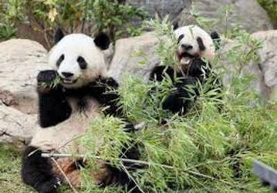 وصول توأمين من الباندا مولودين في اليابان إلى موطنهما الصين