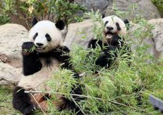 وصول توأمين من الباندا مولودين في اليابان إلى موطنهما الصين