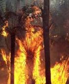 موجة حارة قياسية في أستراليا تؤجج حرائق الغابات