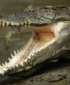 تماسيح تقتل 3 أشخاص في موزمبيق