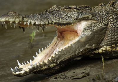 تماسيح تقتل 3 أشخاص في موزمبيق