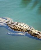 التماسيح تظهر في شوارع مدن بموزمبيق إثر فيضانات عارمة