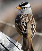 دراسة: الضوضاء لها تأثيرًا كبيرًا على الطيور وتكاثرها