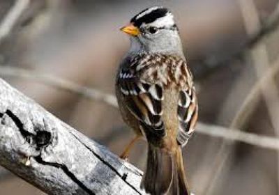 دراسة: الضوضاء لها تأثيرًا كبيرًا على الطيور وتكاثرها