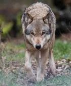 فرنسا تسمح بإعدام نحو 200 ذئب لحماية الماشية