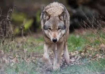 فرنسا تسمح بإعدام نحو 200 ذئب لحماية الماشية