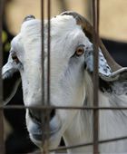 قبرص تفرض ضوابط على نقل الحيوانات وسط تفش للحمى القلاعية