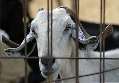 قبرص تفرض ضوابط على نقل الحيوانات وسط تفش للحمى القلاعية