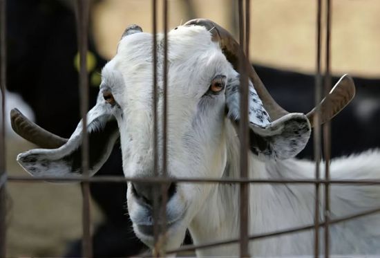 قبرص تفرض ضوابط على نقل الحيوانات وسط تفش للحمى القلاعية