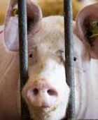 إسبانيا تحذر من انتقال متحور لفيروس إنفلونزا خنازير بين البشر