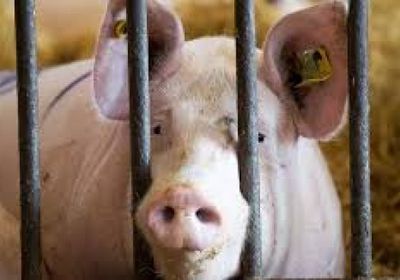 إسبانيا تحذر من انتقال متحور لفيروس إنفلونزا خنازير بين البشر