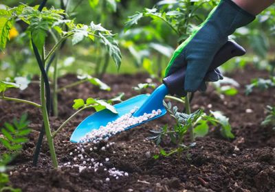 بكين تضخ مخزونات الأسمدة استباقياً لتأمين موسم الزراعة