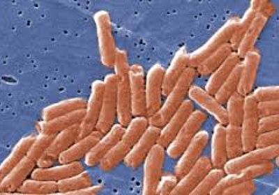 دراسة: بديل للمضادات الحيوية يمكنه القضاء على السالمونيلا الملوثة للأغذية