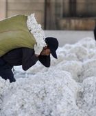 أسعار القطن في نيويورك تقفز لأعلى مستوياتها منذ 2024