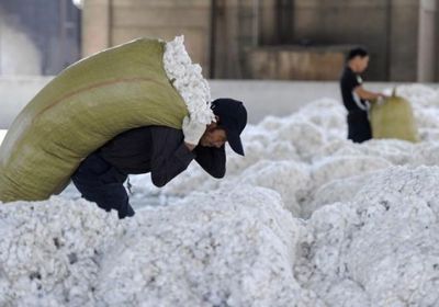 أسعار القطن في نيويورك تقفز لأعلى مستوياتها منذ 2024