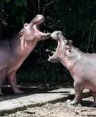 كولومبيا توافق على إعدام حيوانات فرس النهر