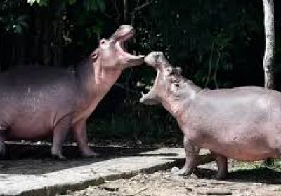 كولومبيا توافق على إعدام حيوانات فرس النهر