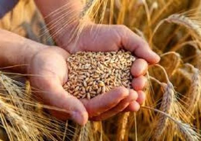 أوكرانيا تناقش مع إسرائيل مسألة شحنة حبوب سرقتها روسيا