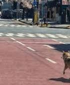 كوريا الجنوبية تمسك بذئب بعد 9 أيام من هروبه من حديقة حيوان