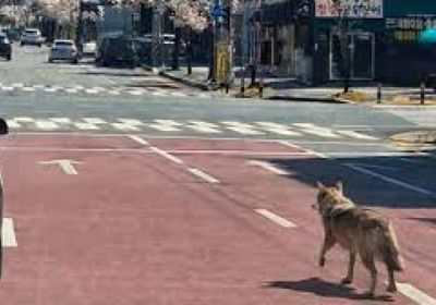 كوريا الجنوبية تمسك بذئب بعد 9 أيام من هروبه من حديقة حيوان