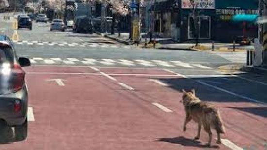 كوريا الجنوبية تمسك بذئب بعد 9 أيام من هروبه من حديقة حيوان