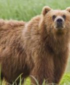 إصابة جنديين أمريكيين واجها دبًا