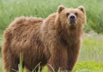 إصابة جنديين أمريكيين واجها دبًا