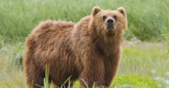 إصابة جنديين أمريكيين واجها دبًا