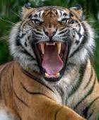 نمر يباغت طفلاً ويقتله في الهند