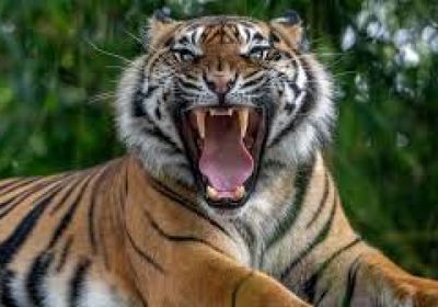 نمر يباغت طفلاً ويقتله في الهند