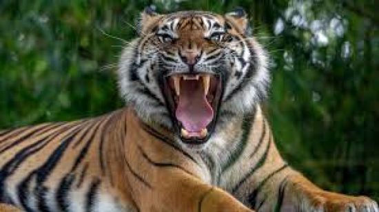 نمر يباغت طفلاً ويقتله في الهند