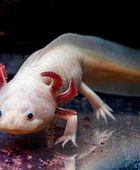 مخلوق مائي قد يفتح الباب لتجديد الأطراف البشرية