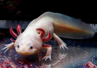 مخلوق مائي قد يفتح الباب لتجديد الأطراف البشرية