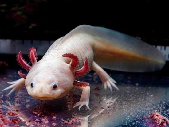 مخلوق مائي قد يفتح الباب لتجديد الأطراف البشرية