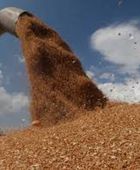 السعودية تطرح مناقصة لشراء 710 آلاف طن من القمح