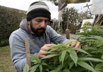 أمريكا تصنف بعض منتجات الماريجوانا على أنها مخدر أقل خطورة
