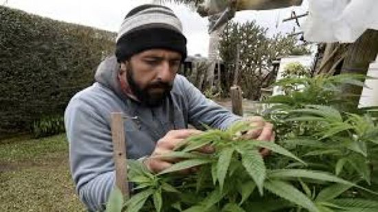 أمريكا تصنف بعض منتجات الماريجوانا على أنها مخدر أقل خطورة