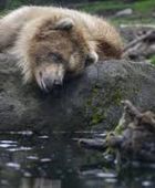 مقتل امرأة هاجمها دب في بولندا