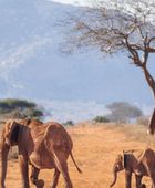 مقتل صياد أمريكي دهسته الأفيال في الجابون