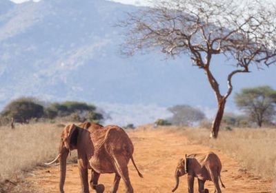 مقتل صياد أمريكي دهسته الأفيال في الجابون