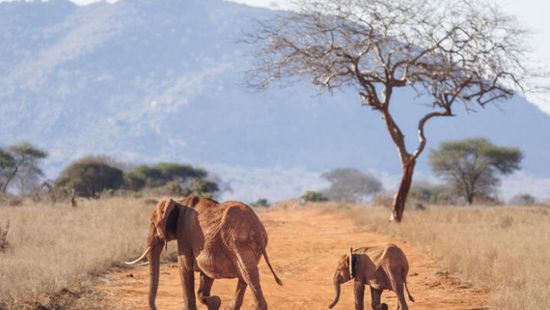 مقتل صياد أمريكي دهسته الأفيال في الجابون