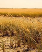 الأمم المتحدة: موجات الحر تهدد بانهيار نظم الغذاء والزراعة