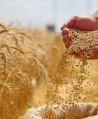 صعود أسعار القمح والذرة والصويا عالمياً بفعل توترات الطاقة