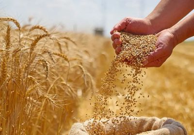 صعود أسعار القمح والذرة والصويا عالمياً بفعل توترات الطاقة