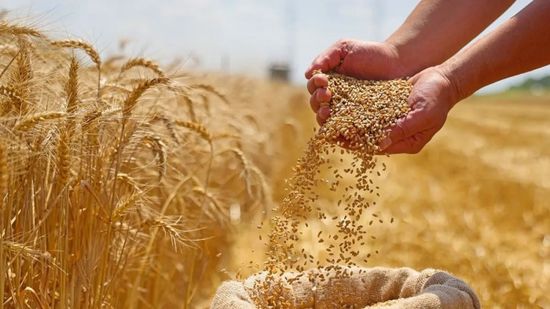 صعود أسعار القمح والذرة والصويا عالمياً بفعل توترات الطاقة