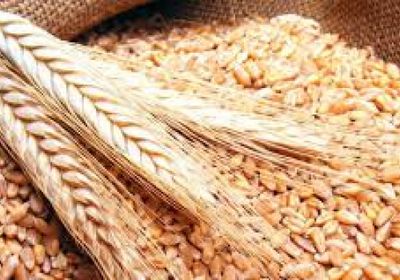 مسؤول: مصر تشتري أكثر من مليون طن من القمح من المزارعين المحليين