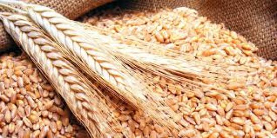 مسؤول: مصر تشتري أكثر من مليون طن من القمح من المزارعين المحليين