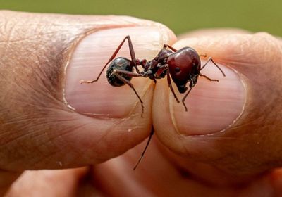 نمل نادر وجه جديد للصيد الجائر في كينيا